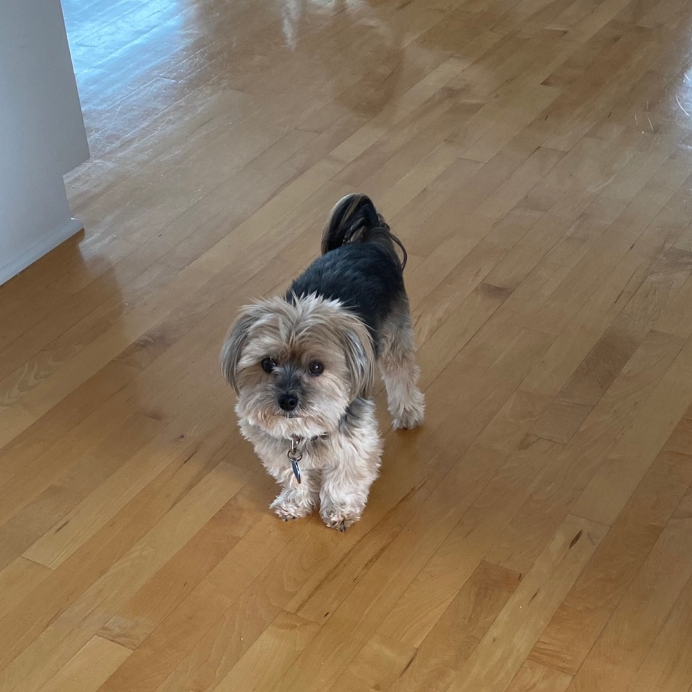 Meet your Posher, Belle